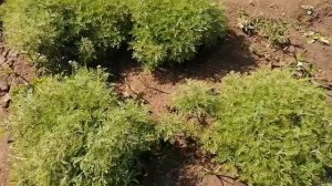 Декоративная полынь, которая охраняет жилище!