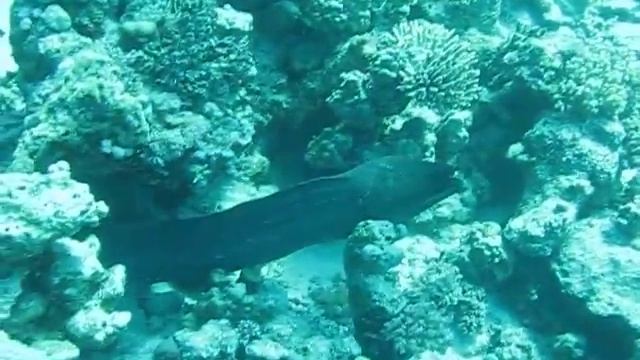 Подводный мир: мурена смотреть онлайн