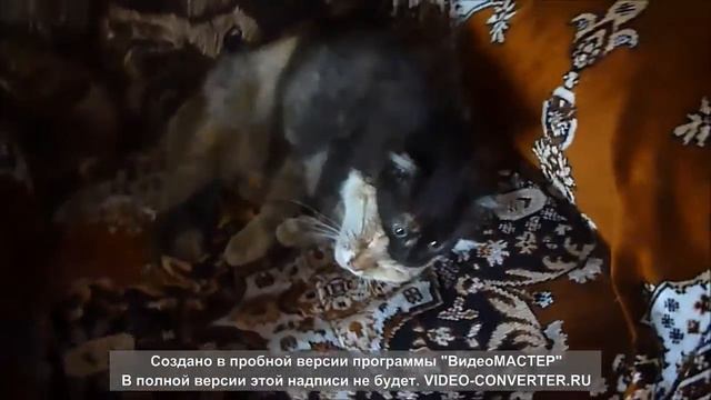 Забавные животные.Чтобы мама не скучала смотреть онлайн