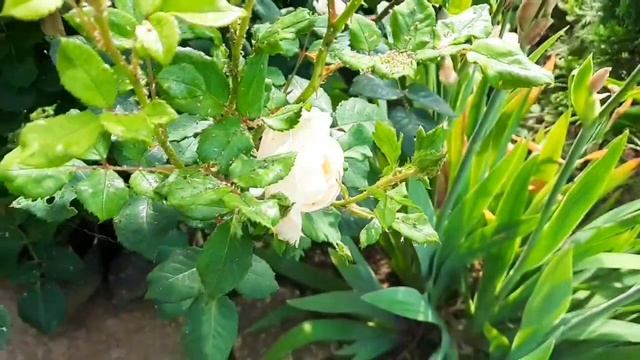 ДОРІЖКА В САДУ СВОЇМИ РУКАМИ. КВІТНУТЬ ТРОЯНДИ І ПІВОНІЇ. ЖИТТЯ В УКРАЇНСЬКОМУ СЕЛІ. смотреть онлайн