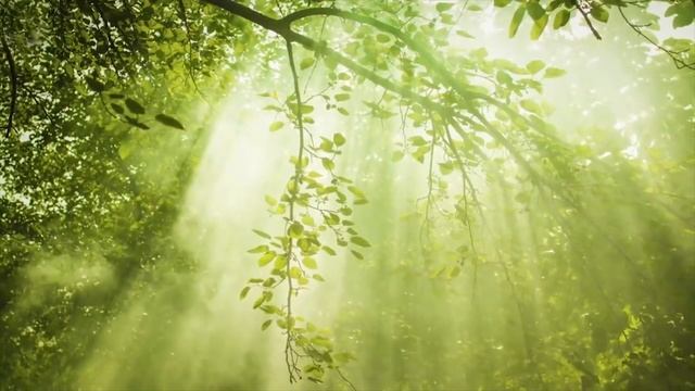 Спокойная Музыка Для Медитации И Снятия Стресса Meditation Music , Nature Sounds, Sleep Music, Rela