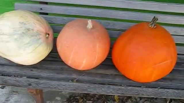 Тыква Титан в лунке глубокой 30кг.mp4 смотреть онлайн