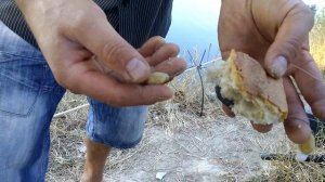 Снасть прикормка на амура, карпа и карася корка хлеба