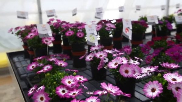 Osteospermum FlowerPower® assortment 2020/2021