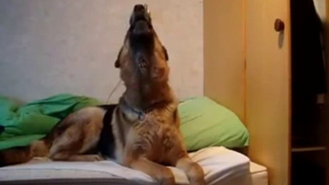 Собака и волчий вой смотреть онлайн