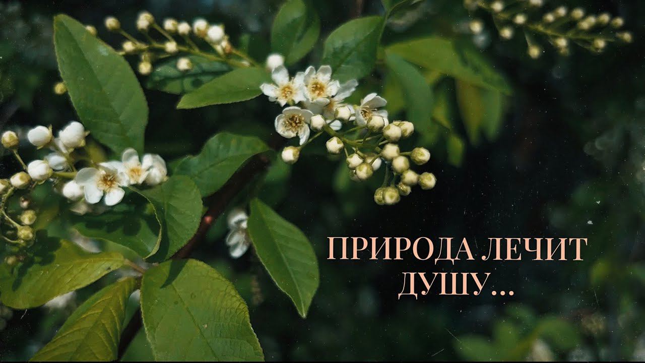 Природа лечит мою душу ️ смотреть онлайн