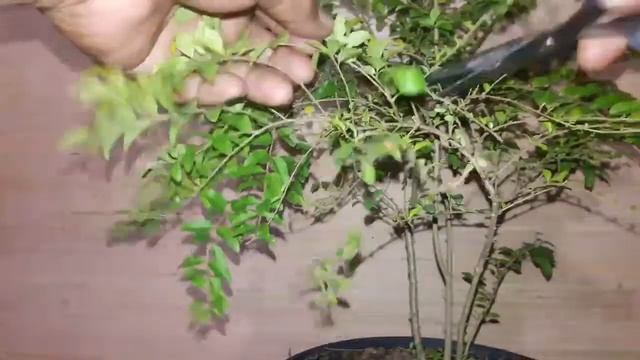 Bonsai Ligustrum : Raising Ligustrum Bonsai Stems