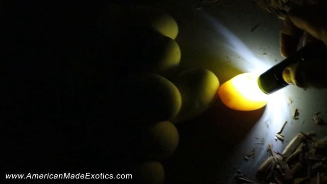 Adding Stranger Or Enchi To Our Albino Gstripe Clown Project!! v81 AME смотреть онлайн