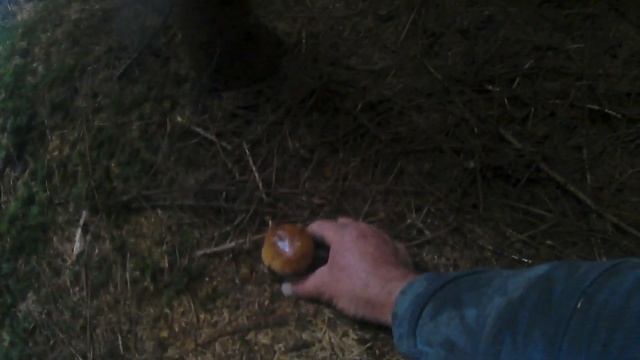 Гриби в Карпатах 2017.Грибы в Карпатах 2017.Mushrooms in Carpathians 2017. смотреть онлайн