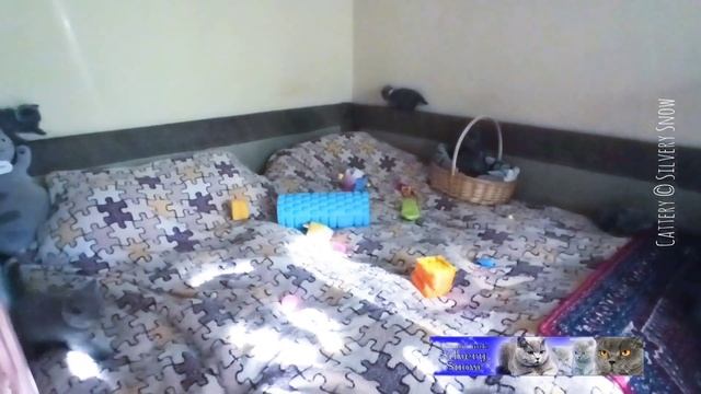 Да-да, маленькие британские котята ходят в кошачий детский сад! бегают, играют, развиваются смотреть онлайн