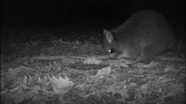 Piles of Nuts Left in the Woods! - TRAIL CAMERA - Wildlife React смотреть онлайн