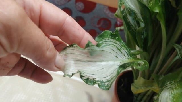 NEW!!! НОВЫЙ СОРТ КАЛЛЫ. Калла - Снежная королева. Обзор.