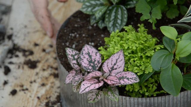 Relax with Your Own Zen Garden Creation 🌱 || West Coast Gardens смотреть онлайн