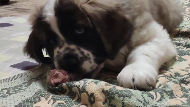 2 месяца: знакомство с говяжьим коленом) смотреть онлайн