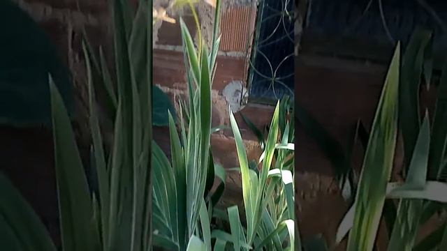 PLANTA BELAMCANDA CHINESIS FLOR LEOPARDO смотреть онлайн