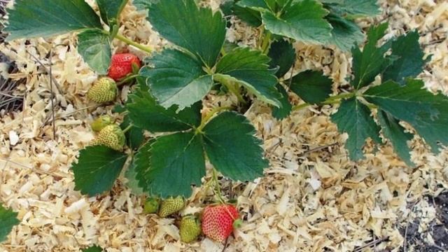 Мульчирование клубники опилками