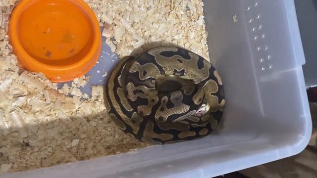 Live feeding ball python (warning) смотреть онлайн