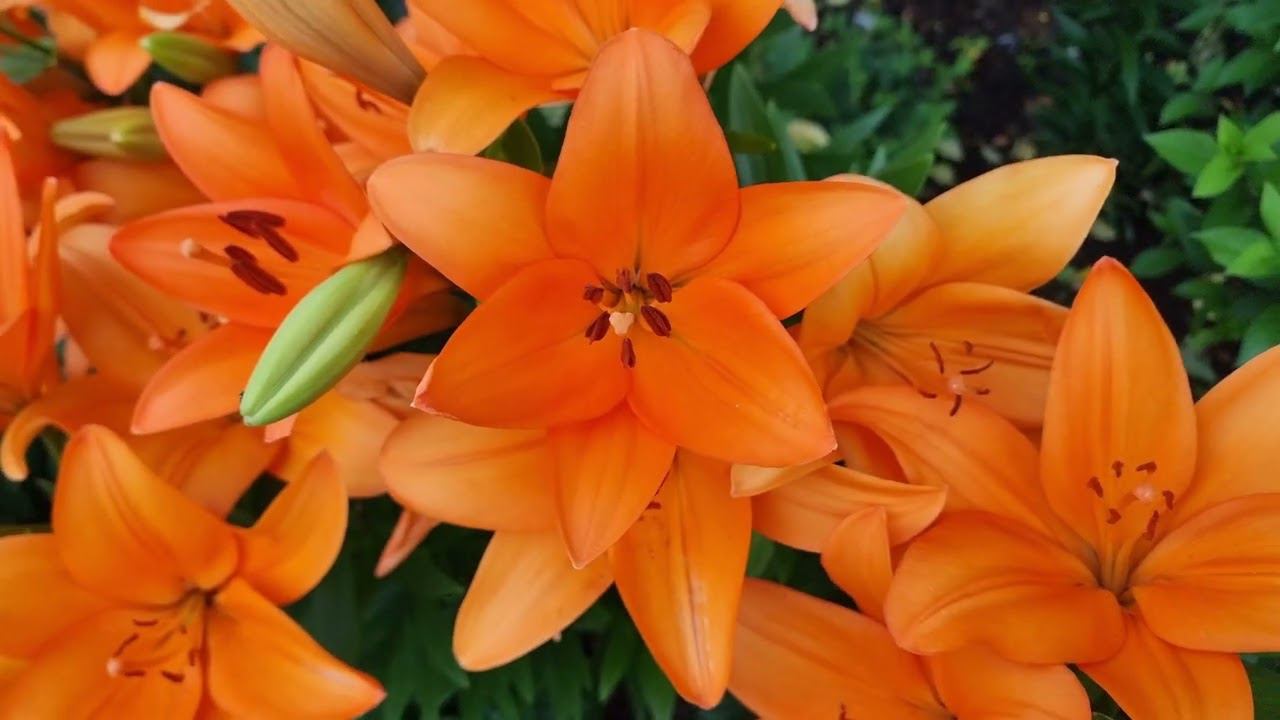 цветут цветы смотреть онлайн