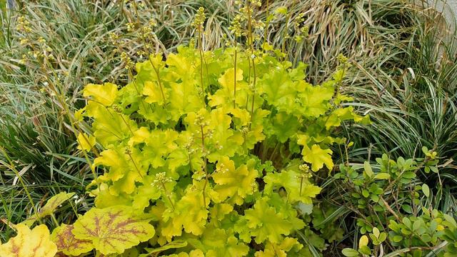 Unser Garten - Heuchera 'Lime Marmalade' (Mitte Mai) смотреть онлайн