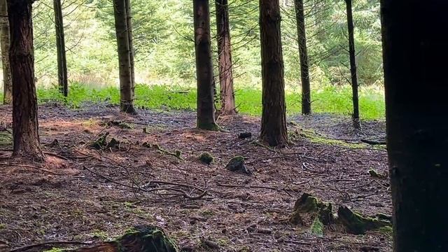 Verhaltener Start in den Juli | 01.07.2023 | Wenig Vielfalt im Nadelmischwald | Pfirsichtäublinge смотреть онлайн