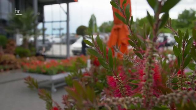 Urban Jungle - Der Hype Um Zimmerpflanzen | Dokus Und Reportagen