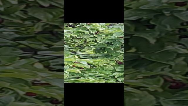 КИЗИЛ ПОСПЕЛ смотреть онлайн