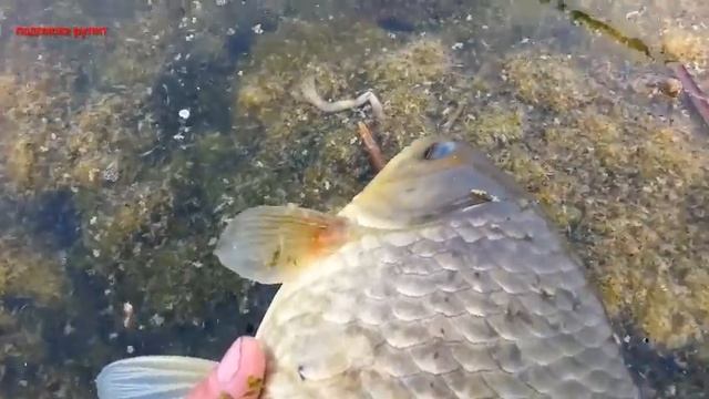 таких карасей ещё никто не видел! смотреть онлайн