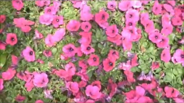 Pretty Pink Petunias.Horsham Township Area: Montgomery County, PA: orserlandscaping.com смотреть онлайн