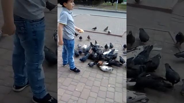 Кормлю голубей!Запорожье. смотреть онлайн