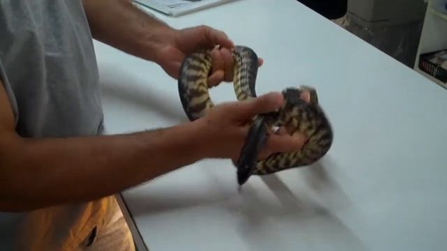 FEMALE BLACKHEAD PYTHON! смотреть онлайн