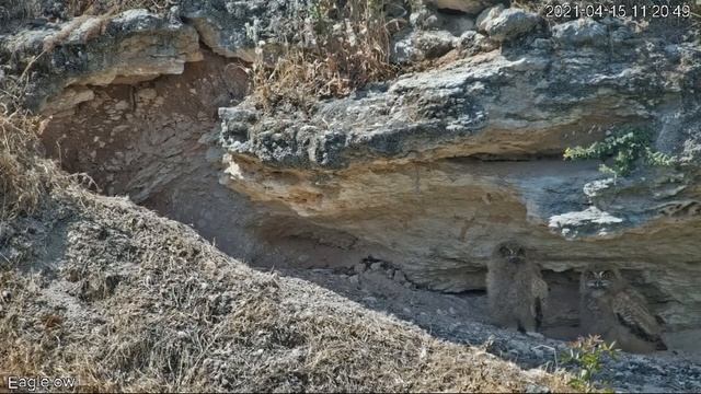 Птенцы филина. Филин ( Bubo bubo )Наблюдение за птицами в Израиле. Birding Israel. смотреть онлайн
