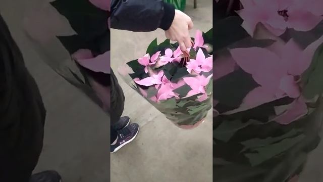 Рождественский цветок пуансетия Москва 8 -985- 288 -33- 86 смотреть онлайн