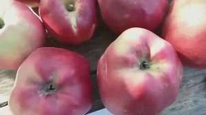 История о двух Великанах. Яблони сорта Секаи Ши (apple Sekai Ichi) и Джумбо Помм (apple Jumbo Pomme