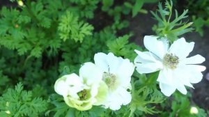 Анемоны в саду: сорта от самых ранних до самых поздних