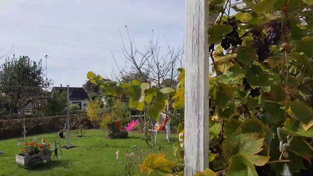 Вечеринка на даче.Наши будни. #семья #красота #еда #дача #жизньсовкусомсчастья #природа #вкусно смотреть онлайн