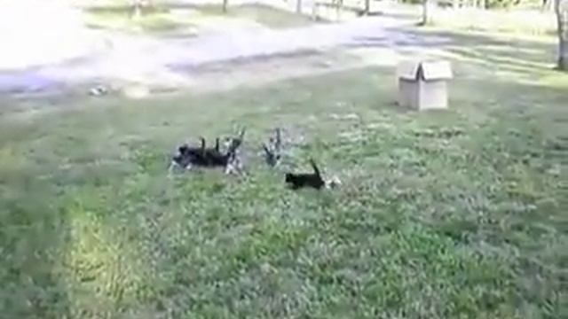 Kittens attack | Котята атакуют смотреть онлайн