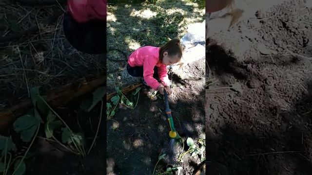 Клубничка!#СадОгород #Ульянка и полив клубники. смотреть онлайн
