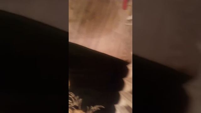 Тупайя мама смотреть онлайн
