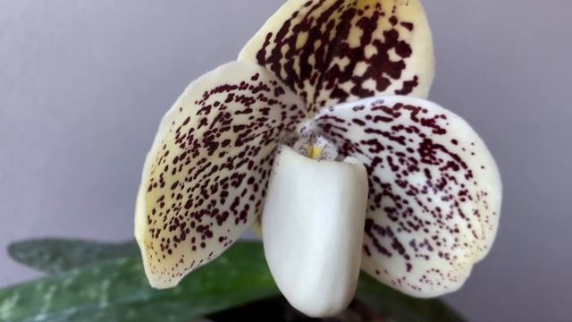 Paphiopedilum Godefroyae - Orchid смотреть онлайн