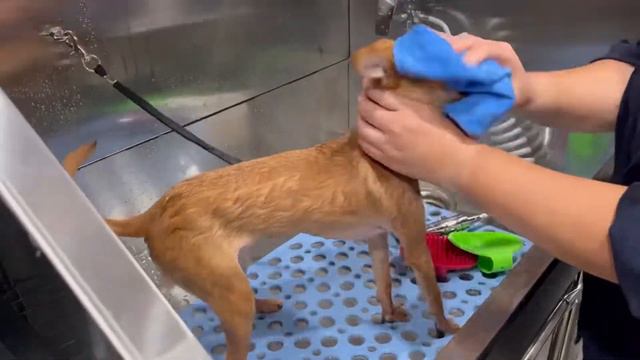 Chihuahua mix puppy, Gus, so hyper during bath смотреть онлайн