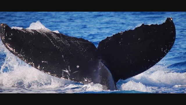 Armand Amar - Whales 432 Hz смотреть онлайн
