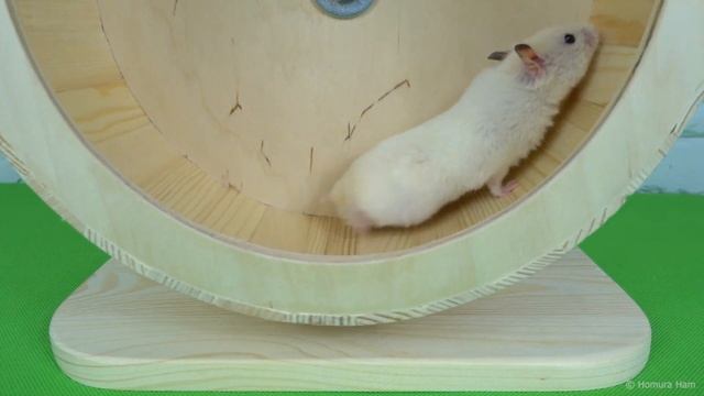 Very Cute Syrian Hamster ? Cute Rodents