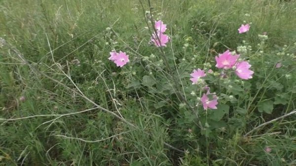 Алтей / Althaea