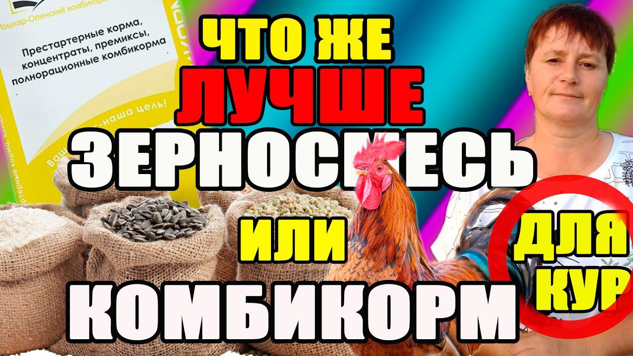 Так что же лучше для кур ЗЕРНОСМЕСЬ или КОМБИКОРМ. Как получить полезное и вкусное мясо и яйцо. смотреть онлайн