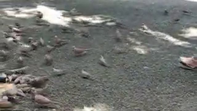 Японский садик смотреть онлайн