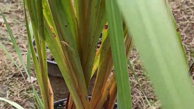 How to Grow Gladiolus Bulbs //Gladiolus Flower Plant Care and Tips//Baganbilas смотреть онлайн