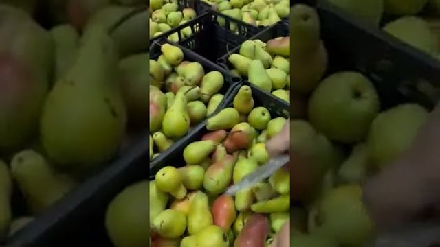 груша сорт Лампочка смотреть онлайн