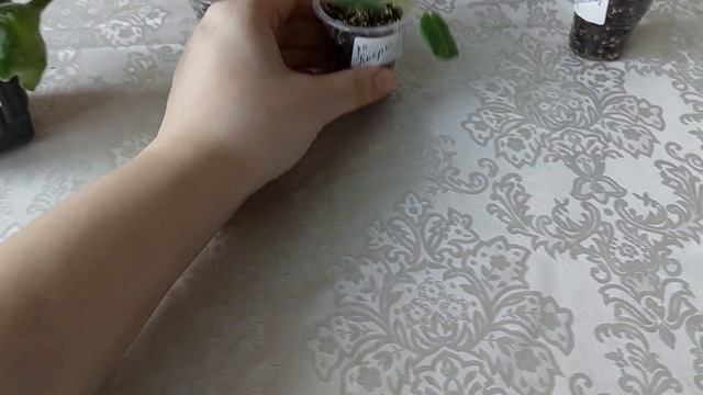 Фиалки с названием/Февраль 2022/Новинки смотреть онлайн