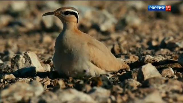 Канарские острова (Австрия, 2016), фильм 2 - Край огненных гор смотреть онлайн