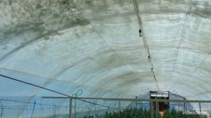 Огурцы. Простой но действенный способ понижения температуры теплицы